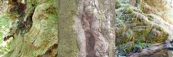 Ecran
